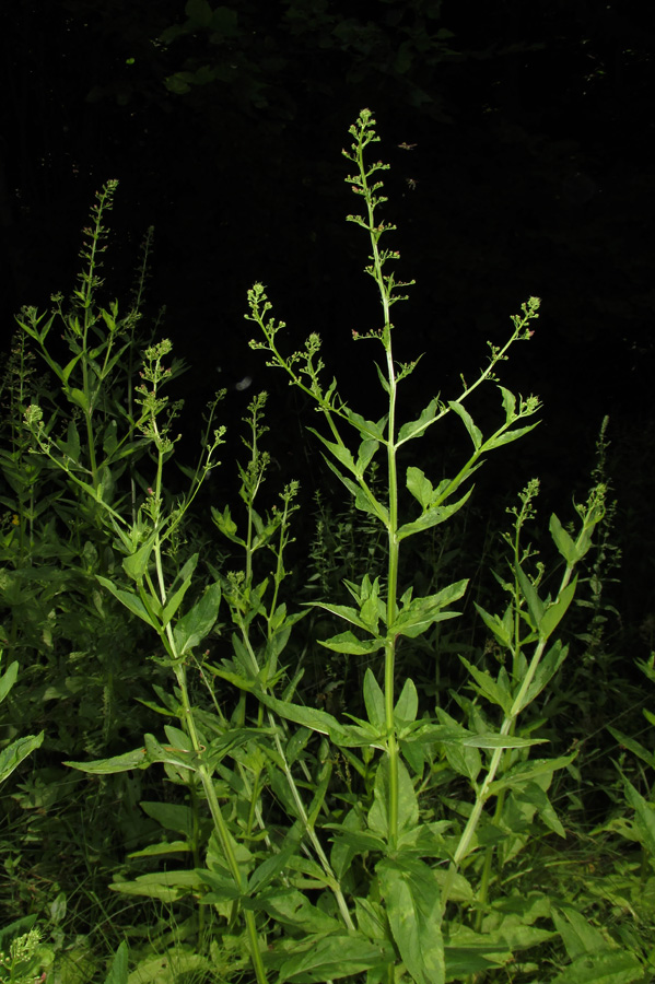 Image of Scrophularia umbrosa specimen.