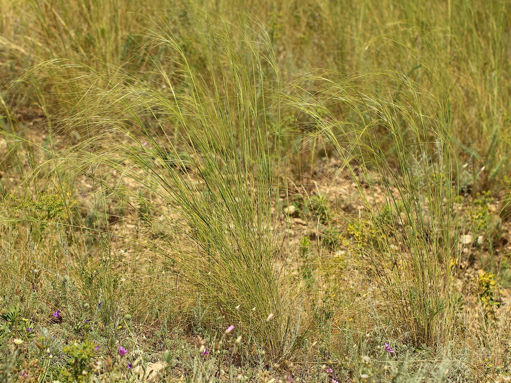 Изображение особи Stipa capillata.