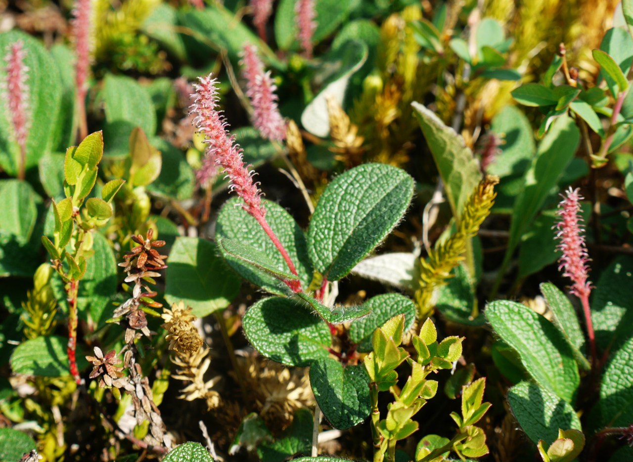 Изображение особи Salix reticulata.