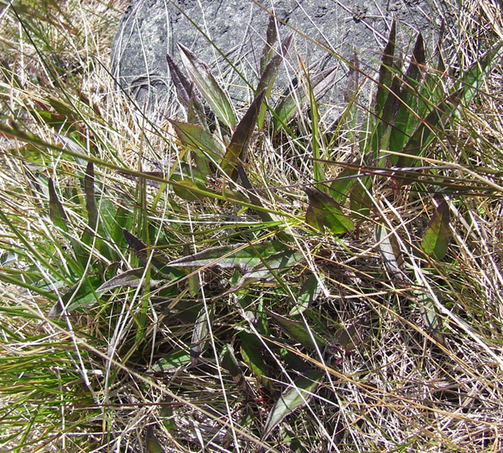 Изображение особи Saussurea alpina.