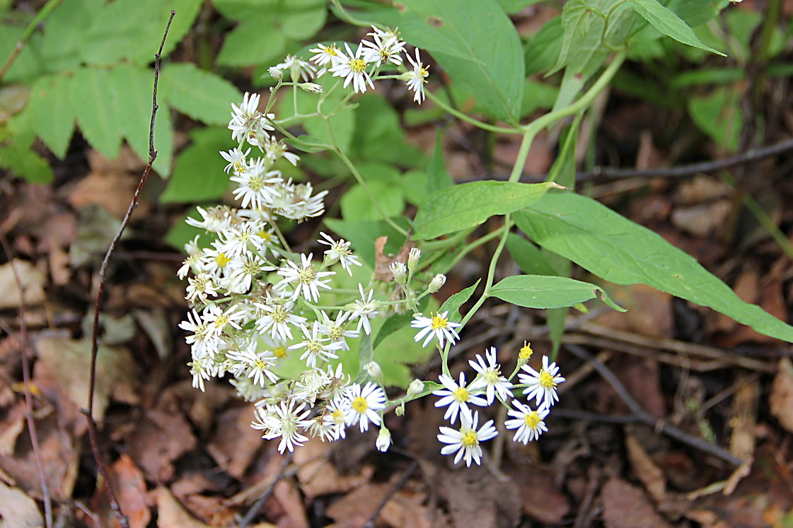Image of Aster glehnii specimen.