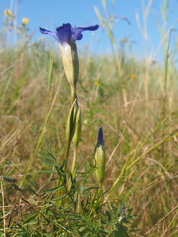 Image of Gentianopsis doluchanovii specimen.