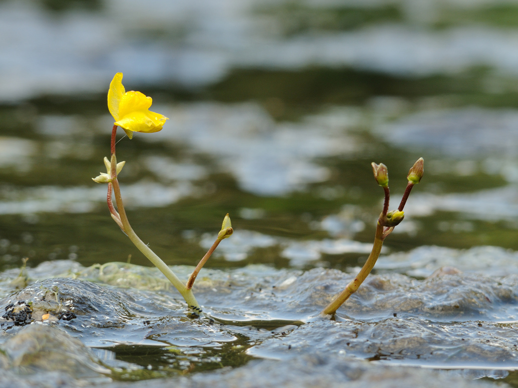 Image of Utricularia &times; neglecta specimen.