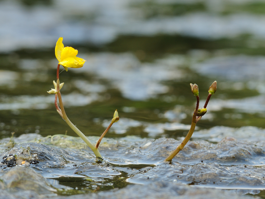 Изображение особи Utricularia australis.