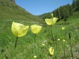 Papaver nudicaule. Верхушки цветущих растений. Казахстан, Восточно-Казахстанская обл, Зайсанский р-н; южный макросклон хр. Саур, обращенный к Шиликтинской впадине, ур. Тик-Булак, ≈ 1750 м н.у.м., обочина тропы. 27 июня 2012 г.