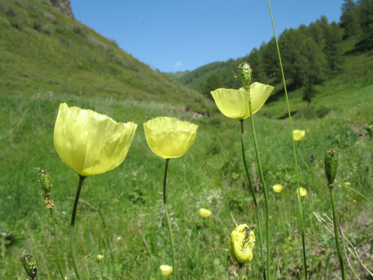 Image of Papaver nudicaule specimen.