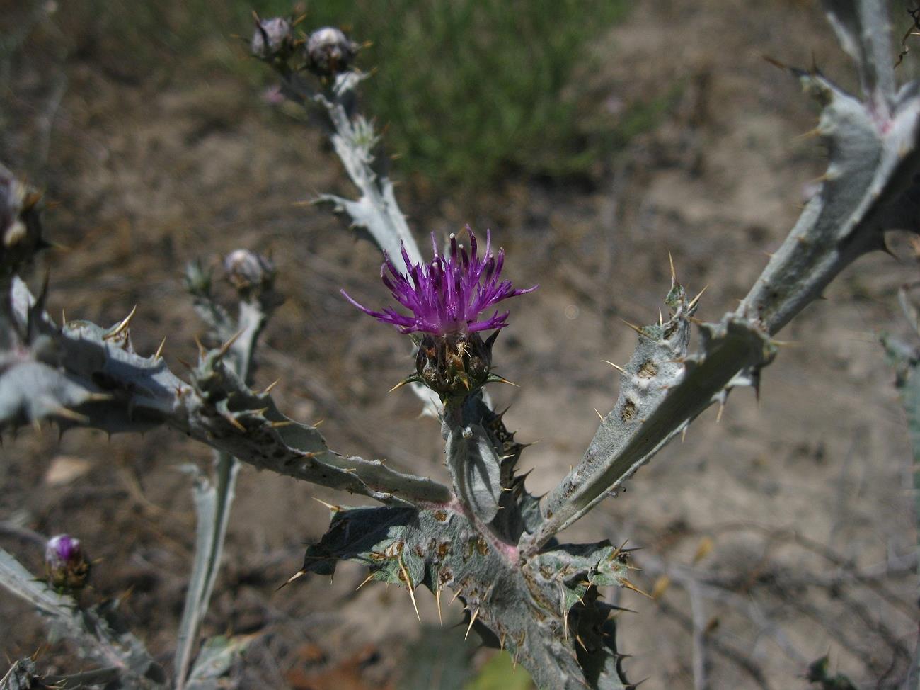 Изображение особи Cousinia macroptera.