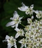 Heracleum sosnowskyi. Часть зонтичка. Курская обл., Кореневский р-н, дер. Внезапное, пустырь у заброшенной фермы. 05.07.2014.