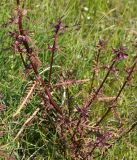 Pedicularis karoi