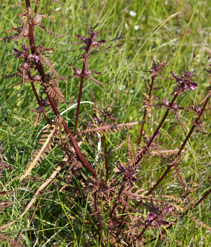 Image of Pedicularis karoi specimen.