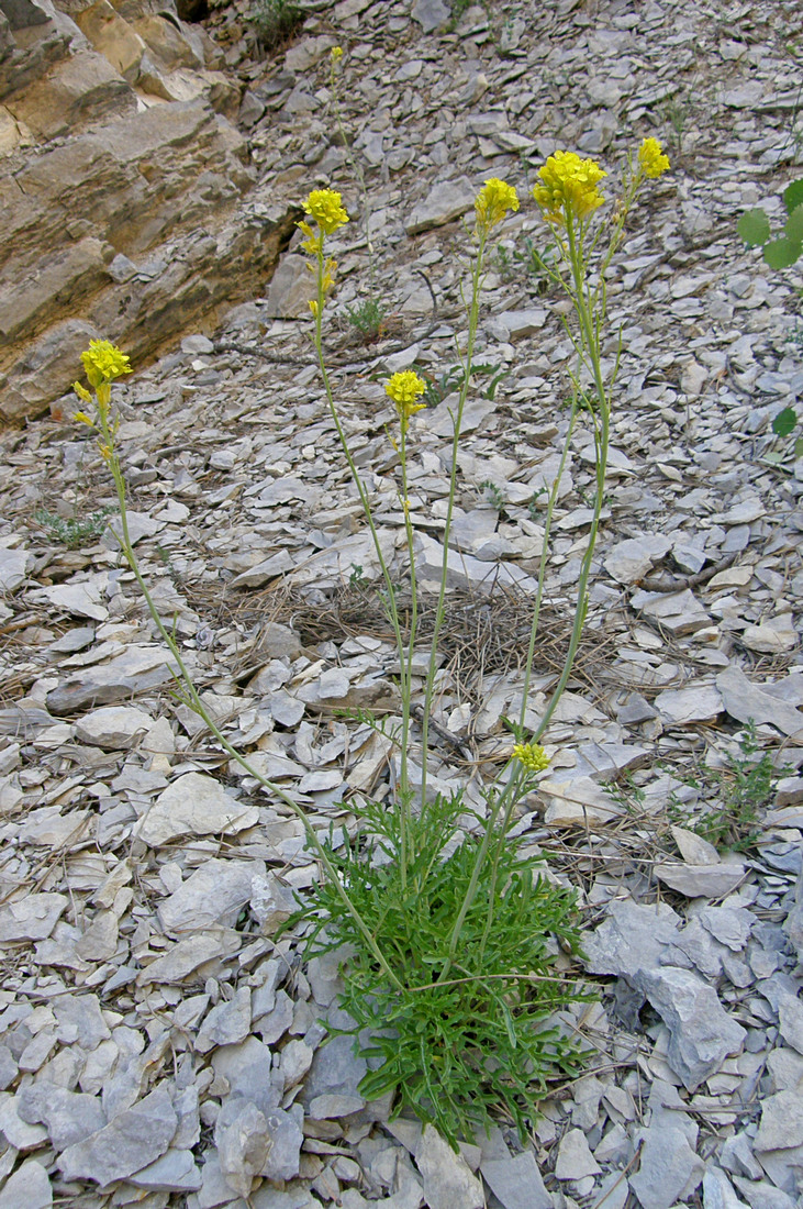 Image of Erucastrum cretaceum specimen.