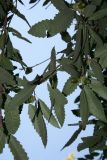 Quercus castaneifolia. Ветви с недозрелыми плодами. Узбекистан, г. Ташкент, Ботанический сад им. Ф.Н.Русанова. 28.09.2008.