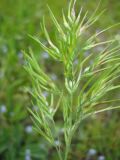 Poa subspecies vivipara