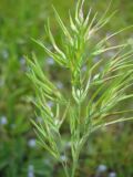 Poa bulbosa ssp. vivipara