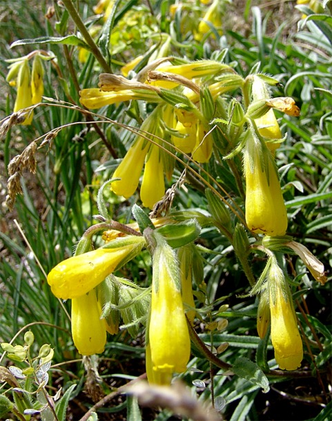 Изображение особи Onosma caucasica ssp. oligotricha.