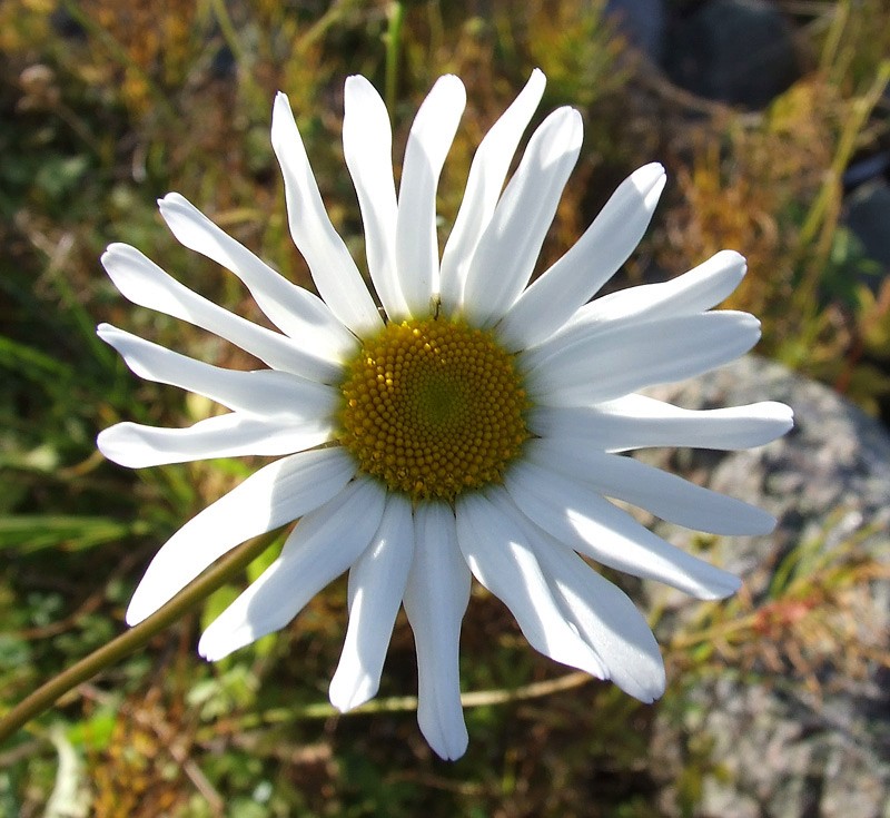 Image of Leucanthemum ircutianum specimen.