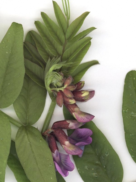 Image of Vicia sepium specimen.