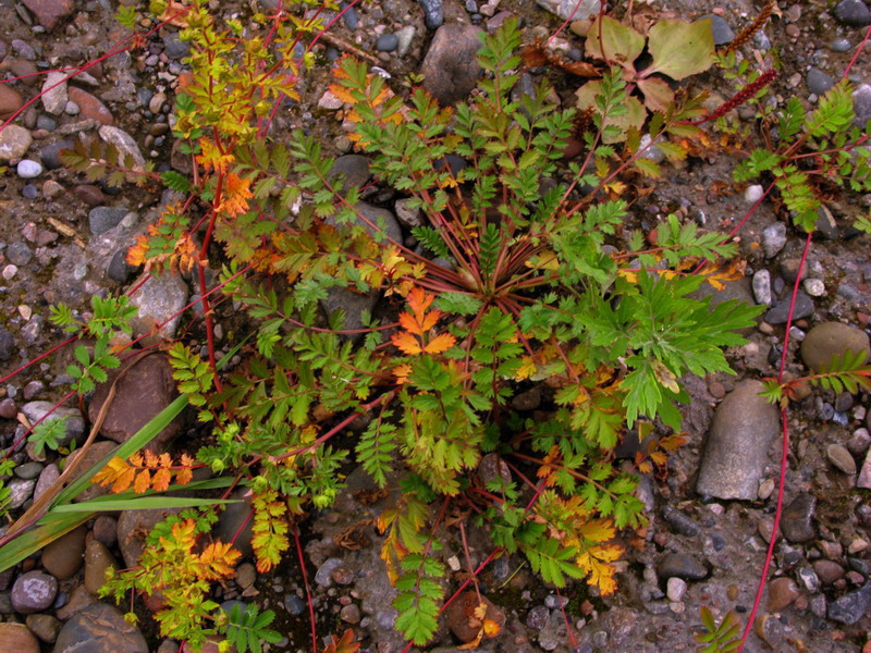 Изображение особи Potentilla supina ssp. paradoxa.