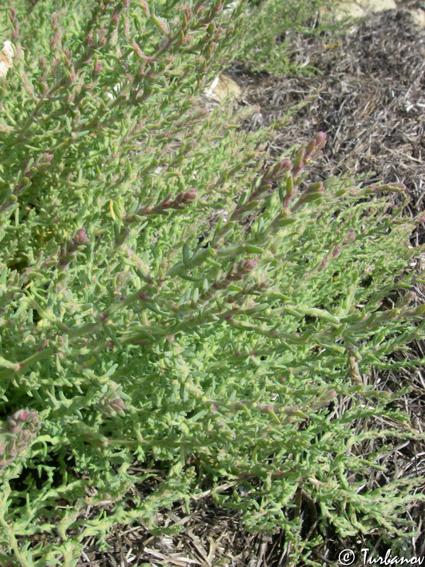 Image of Spirobassia hirsuta specimen.