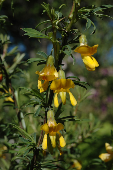 Image of Caragana pygmaea specimen.