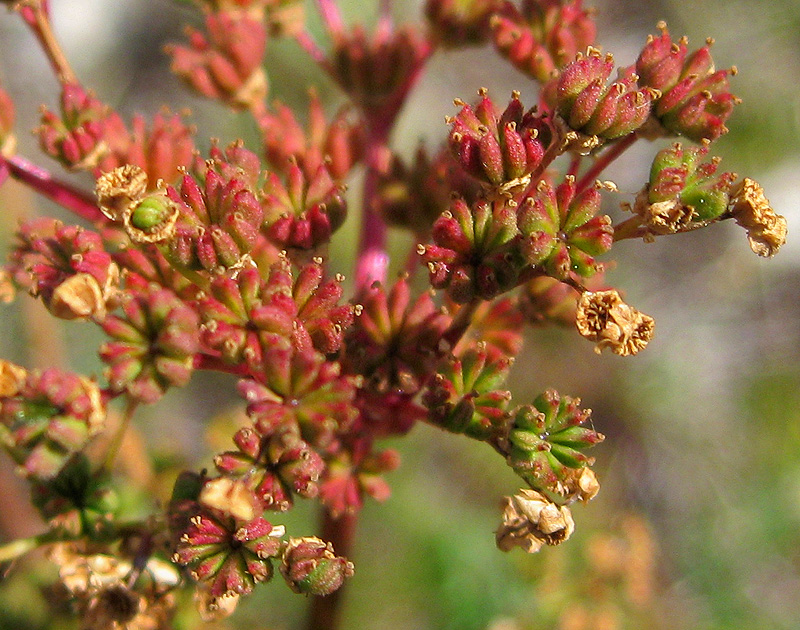 Image of Filipendula vulgaris specimen.