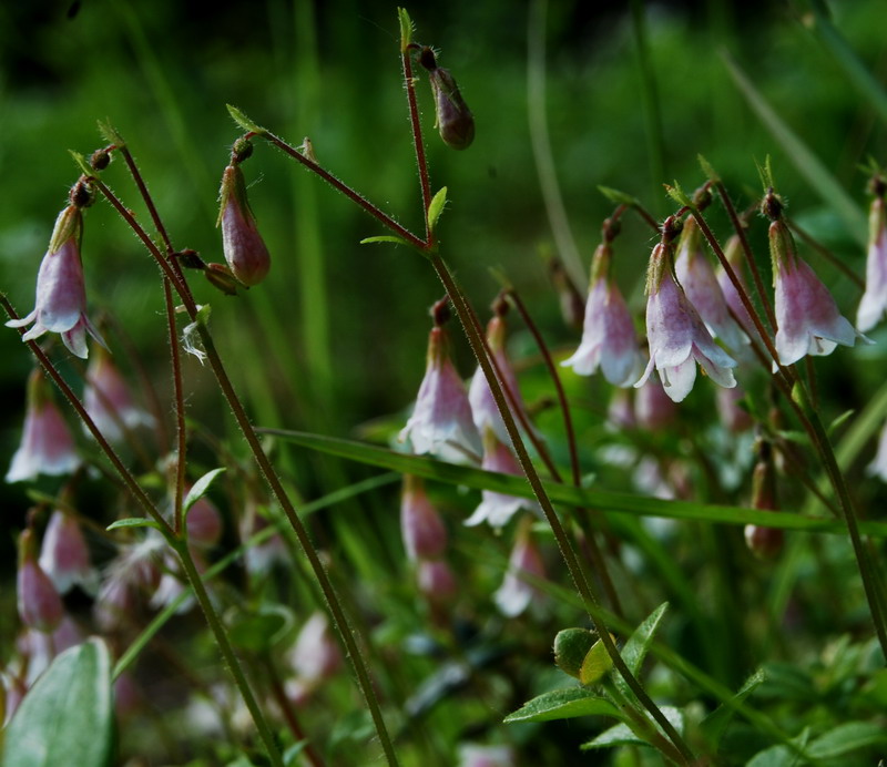 Image of Linnaea borealis specimen.