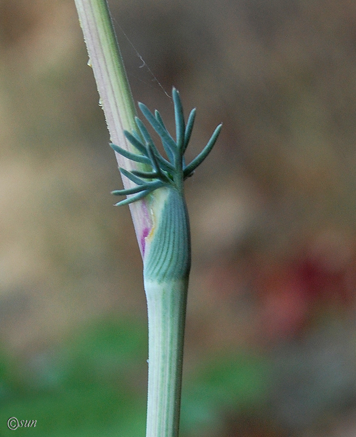 Image of Seseli dichotomum specimen.