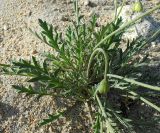 Papaver ammophilum
