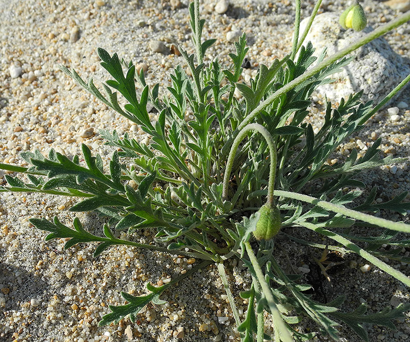 Image of Papaver ammophilum specimen.