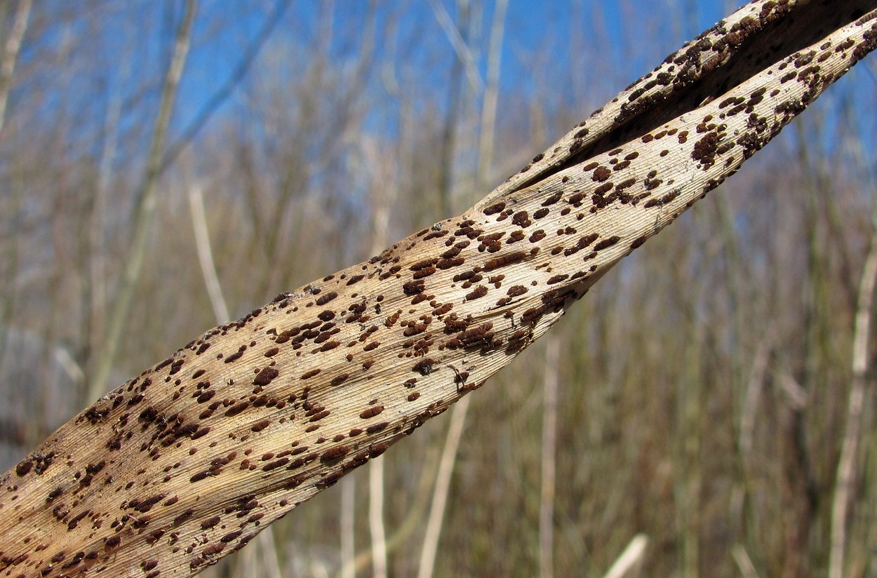 Изображение особи Phragmites australis.