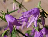 Campanula rapunculoides