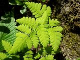 Gymnocarpium dryopteris. Вайя. Ленинградская обл., Всеволожский р-н, окр. пос. Куйвози, смешанный лес. 24.05.2015.
