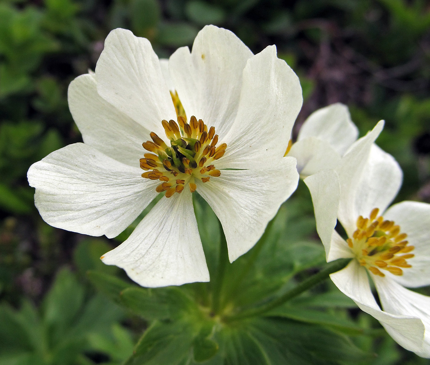 Изображение особи Anemonastrum villosissimum.