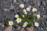 Tripleurospermum caucasicum