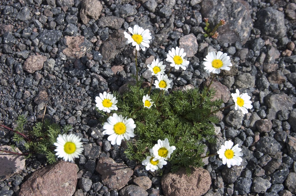 Изображение особи Tripleurospermum caucasicum.