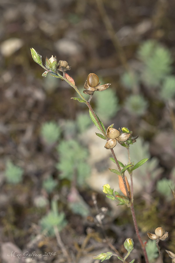 Image of genus Helianthemum specimen.