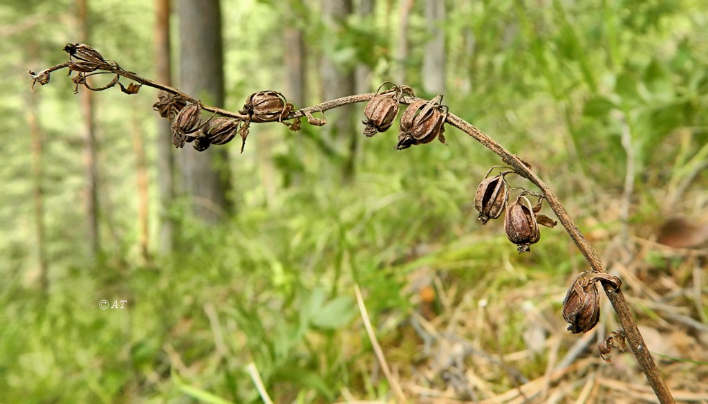 Image of Epipactis atrorubens specimen.