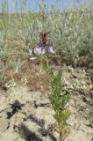 Nigella segetalis