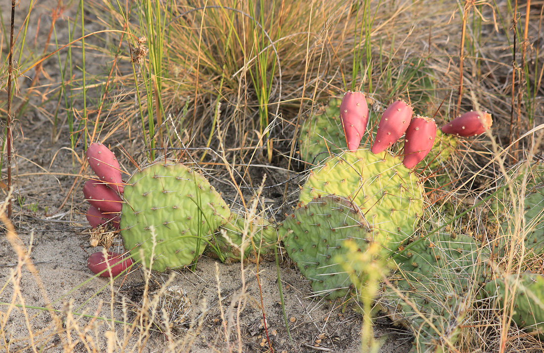 Изображение особи Opuntia tortispina.