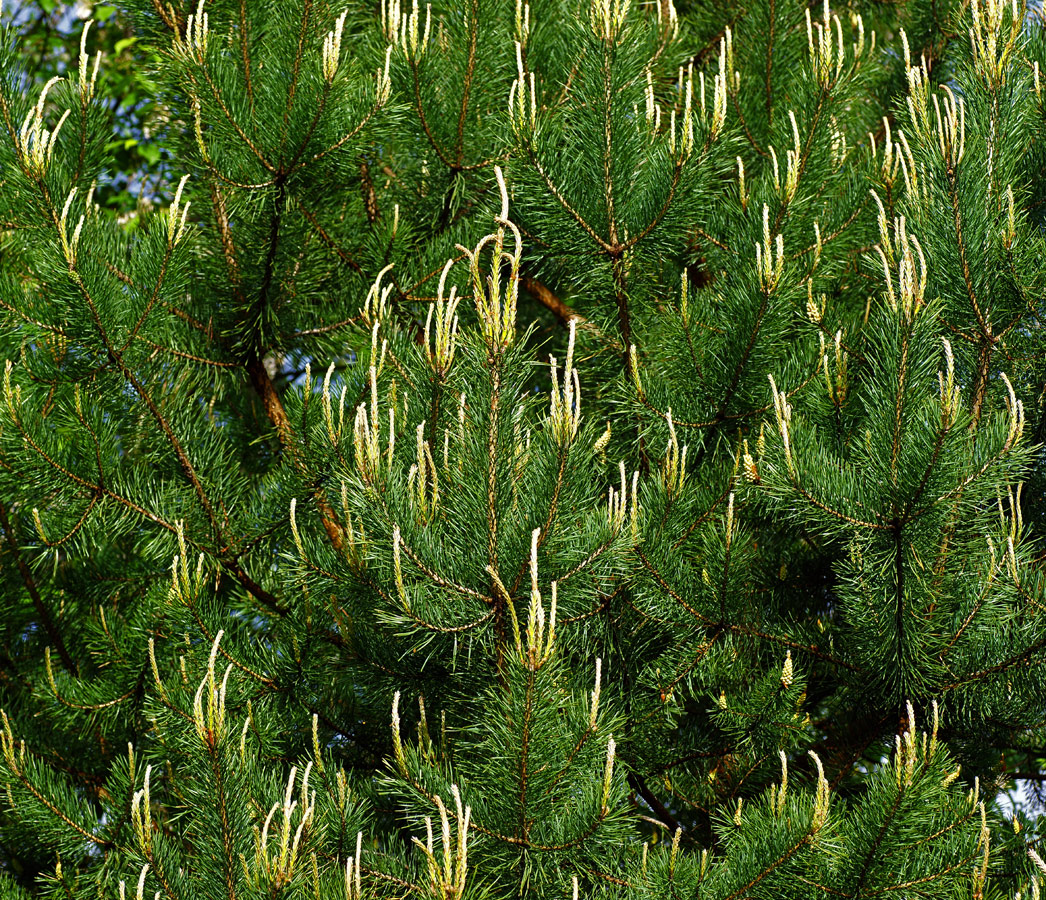 Изображение особи Pinus sylvestris.