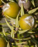 Juniperus подвид macrocarpa