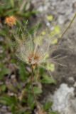 Dryas octopetala подвид subincisa. Плод. Свердловская обл., Карпинский городской округ, гора Серебрянский Камень, зона горной тундры на выс. 1000-1100 м н.у.м. 18.07.2015.