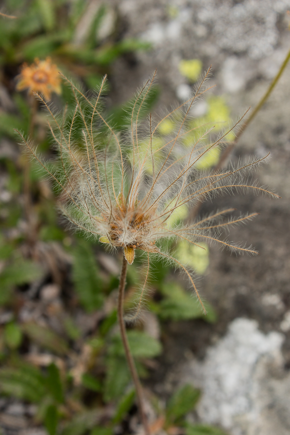 Image of Dryas octopetala ssp. subincisa specimen.