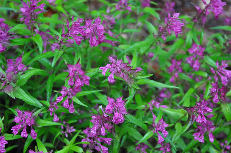 Image of Melampyrum setaceum specimen.