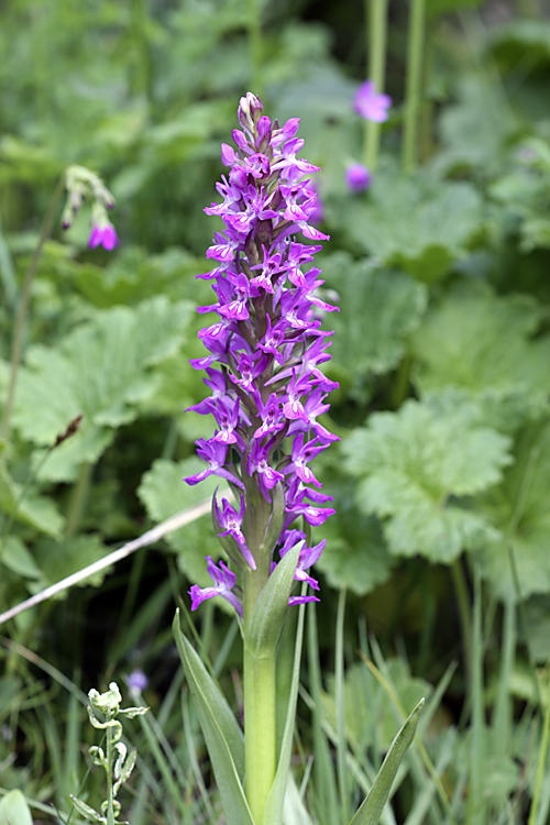 Изображение особи Dactylorhiza umbrosa.