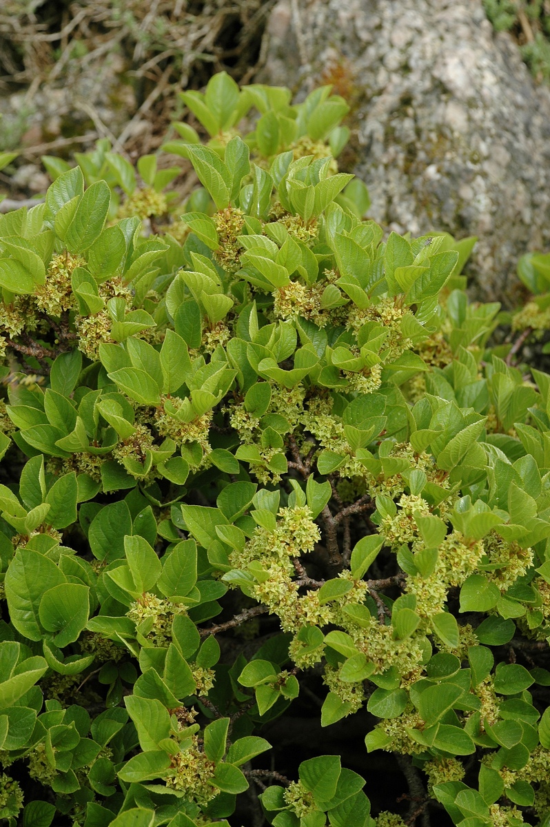 Изображение особи Rhamnus pumila.