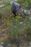 genus Hieracium