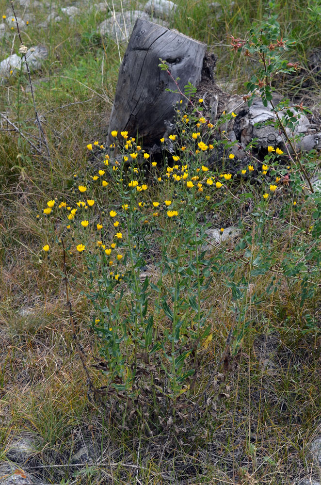 Изображение особи род Hieracium.