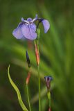 Iris setosa