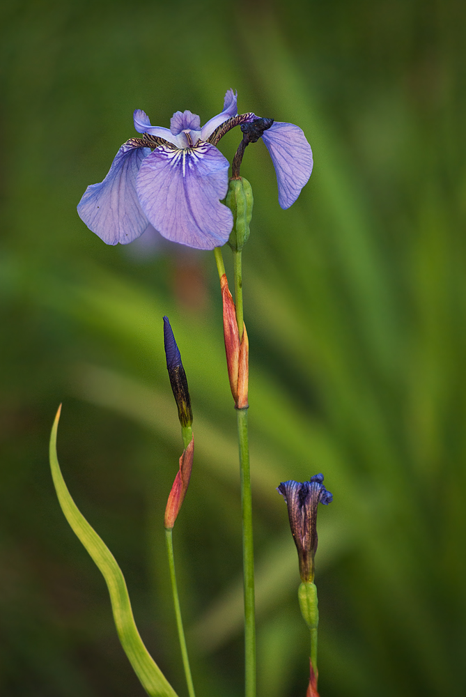 Image of Iris setosa specimen.